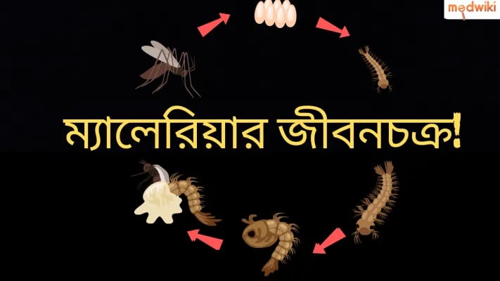 ম্যালেরিয়ার জীবনচক্র!