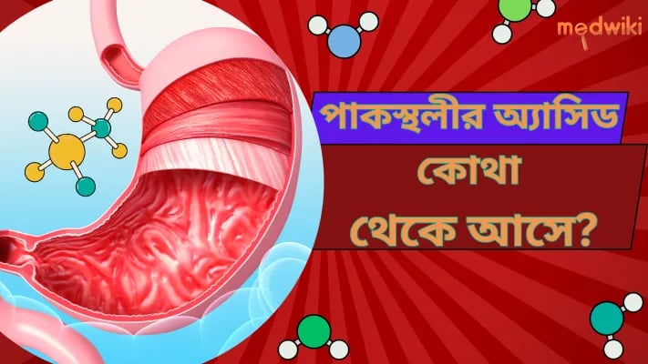 পাকস্থলীতে এসিড কোথা থেকে আসে?