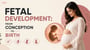 Fetal Development: From Conception to Birth!