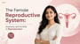 The Female Reproductive System: Anatomy and Its Role in Reproduction!