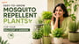 Easy-to-Grow Mosquito Repellent Plants for Your Balcony and Garden!