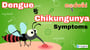 Dengue vs Chikungunya symptoms
