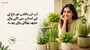 آپ کی بالکنی اور باغ کے لیے آسانی سے اگنے والے مچھر بھگانے والے پودے(What Are The Best Mosquito Repellent Plants for Your Balcony? In Urdu)